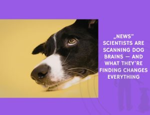 Scientists Are Scanning Dog Brains — And What They're Finding Changes Everything