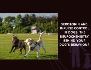 Serotonin and Impulse Control in Dogs The Neurochemistry Behind Your Dog's Behaviour
