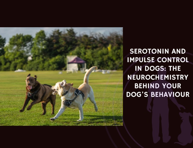 Serotonin and Impulse Control in Dogs The Neurochemistry Behind Your Dog's Behaviour