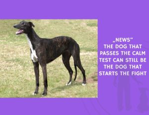The Dog That Passes the Calm Test Can Still Be the Dog That Starts the Fight