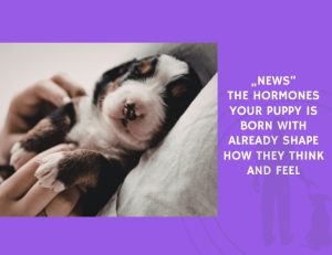 The Hormones Your Puppy Is Born With Already Shape How They Think and Feel
