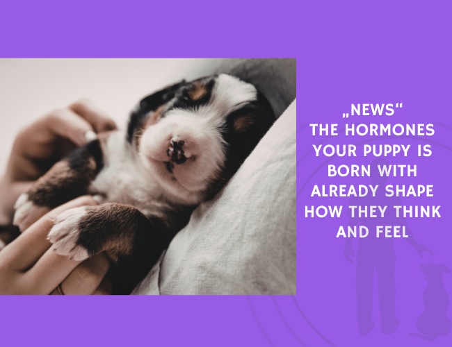 The Hormones Your Puppy Is Born With Already Shape How They Think and Feel