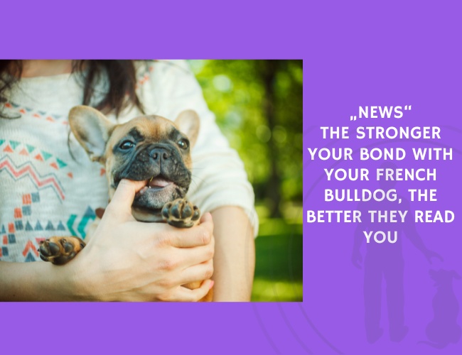 The Stronger Your Bond With Your French Bulldog, the Better They Read You