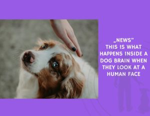 This Is What Happens Inside a Dog Brain When They Look at a Human Face