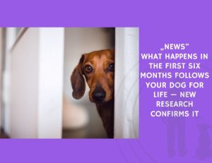 What Happens in the First Six Months Follows Your Dog for Life — New Research Confirms It
