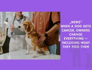 When a Dog Gets Cancer, Owners Change Everything — Including What They Feed Them