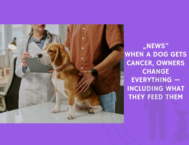 When a Dog Gets Cancer, Owners Change Everything — Including What They Feed Them