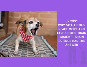 Why Small Dogs React More and Large Dogs Train Easier — Brain Science Has the Answer