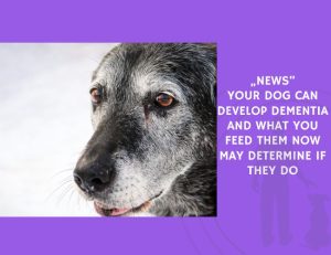 Your Dog Can Develop Dementia and What You Feed Them Now May Determine If They Do