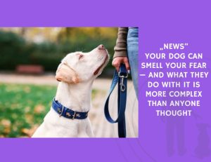 Your Dog Can Smell Your Fear — And What They Do With It Is More Complex Than Anyone Thought