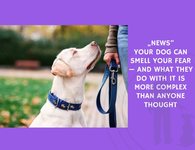 Your Dog Can Smell Your Fear — And What They Do With It Is More Complex Than Anyone Thought