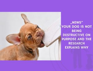 Your Dog Is Not Being Destructive on Purpose and the Research Explains Why