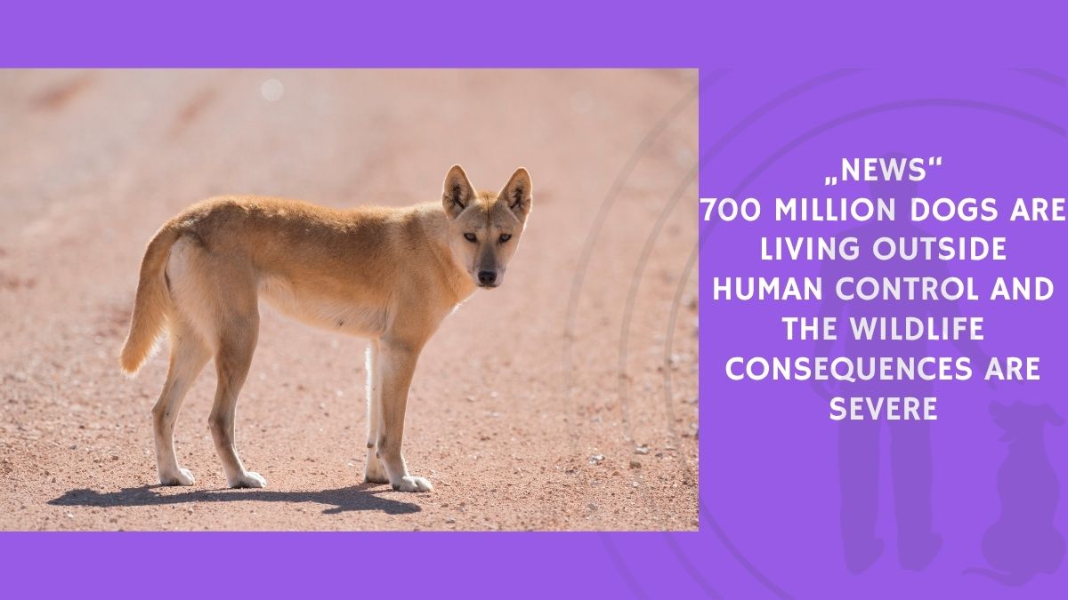 700 Million Dogs Are Living Outside Human Control and the Wildlife Consequences Are Severe