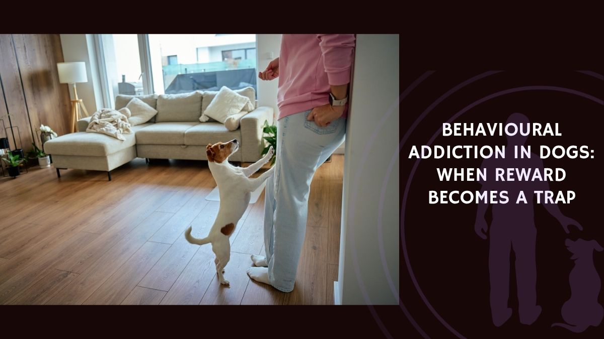 Behavioural Addiction in Dogs When Reward Becomes a Trap