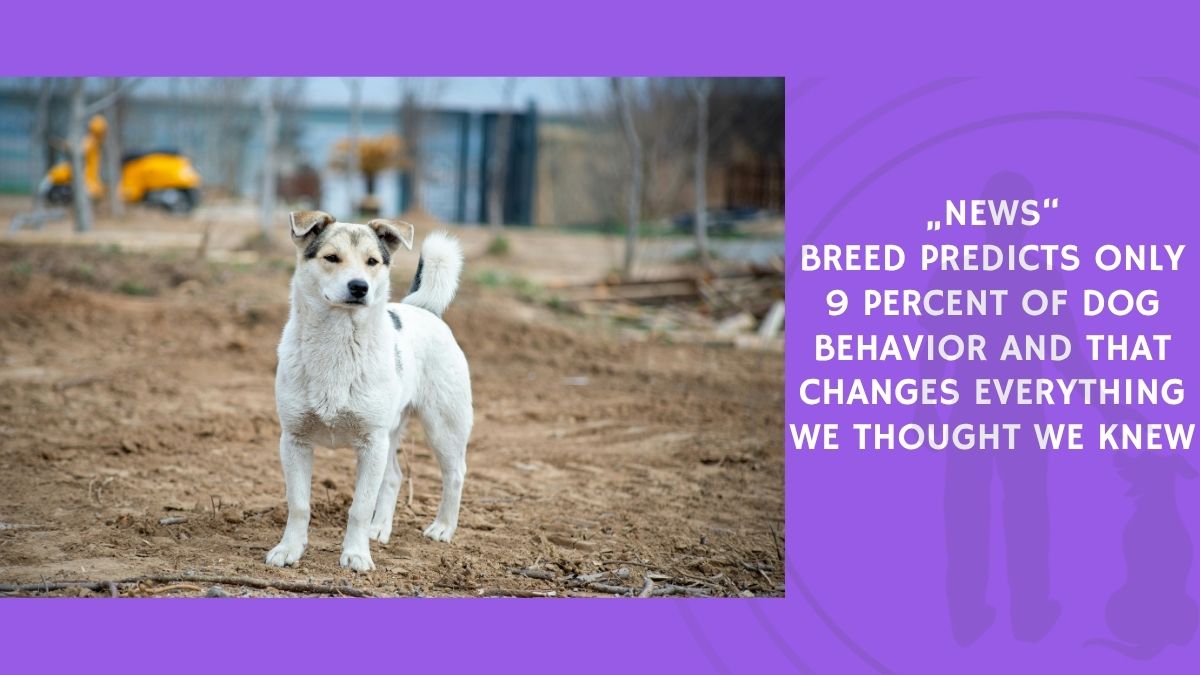 Breed Predicts Only 9 Percent of Dog Behavior and That Changes Everything We Thought We Knew