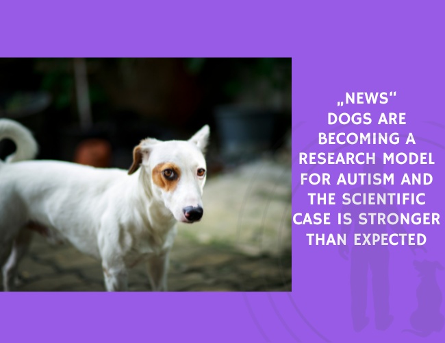 Dogs Are Becoming a Research Model for Autism and the Scientific Case Is Stronger Than Expected