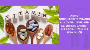 Dogs Excrete Vitamin A in Their Urine and Scientists Cannot Yet Explain Why or How Much