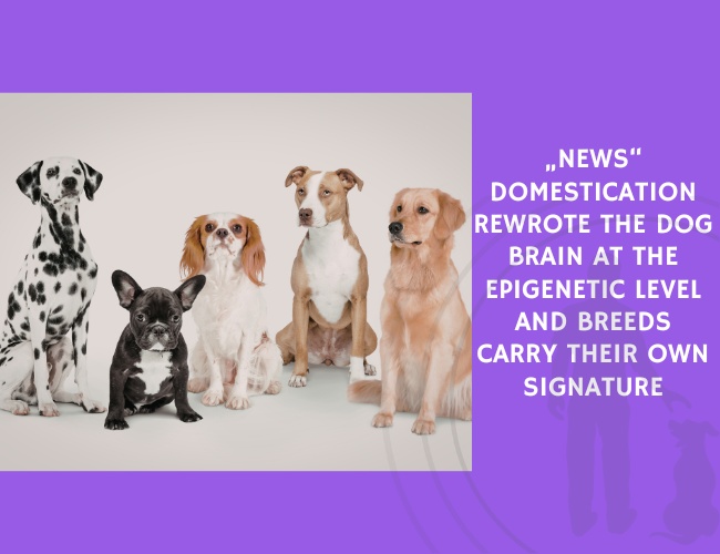 Domestication Rewrote the Dog Brain at the Epigenetic Level and Breeds Carry Their Own Signature