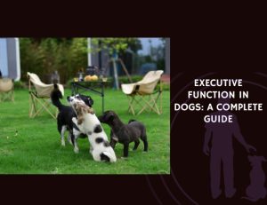 Executive Function in Dogs A Complete Guide