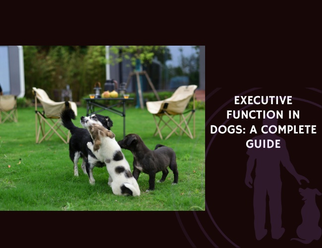 Executive Function in Dogs A Complete Guide