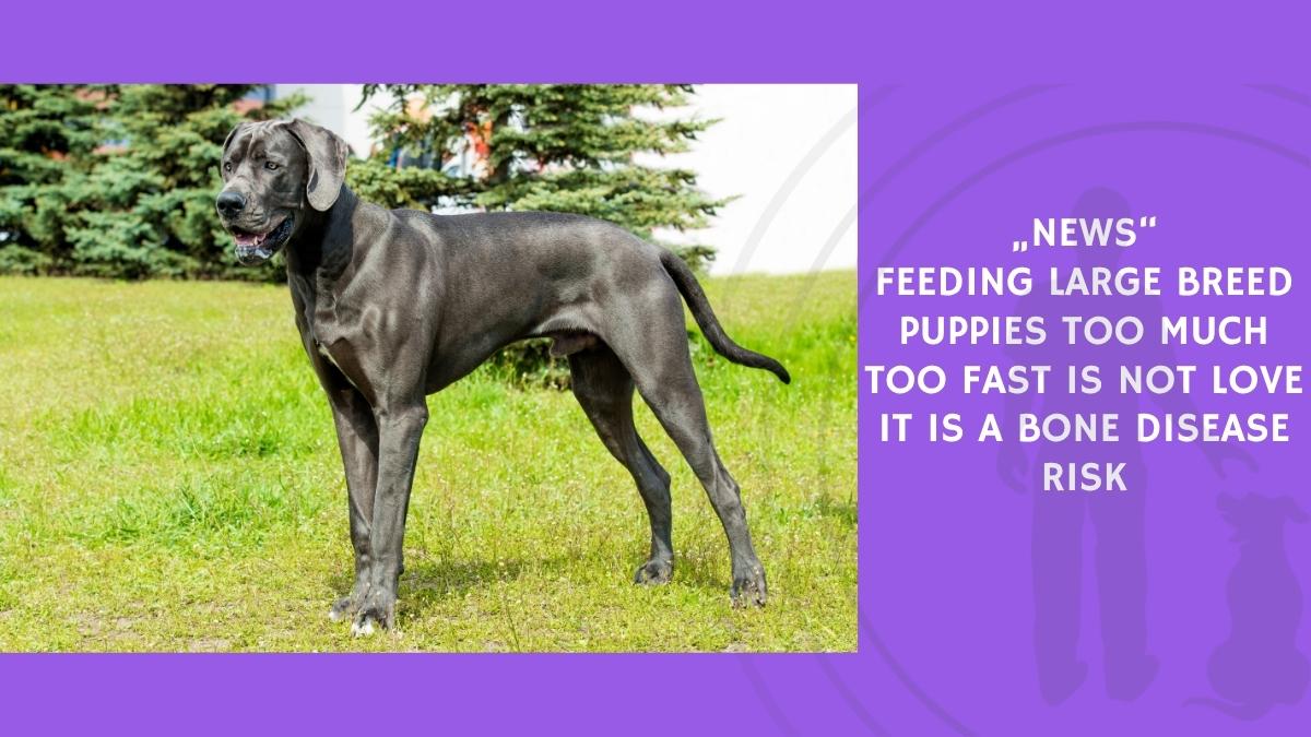 Feeding Large Breed Puppies Too Much Too Fast Is Not Love It Is a Bone Disease Risk