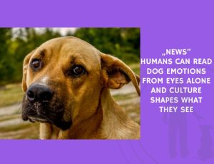 Humans Can Read Dog Emotions From Eyes Alone and Culture Shapes What They See