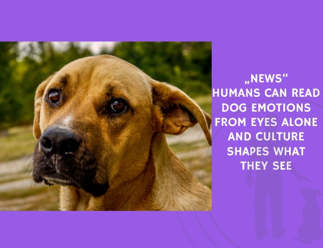 Humans Can Read Dog Emotions From Eyes Alone and Culture Shapes What They See