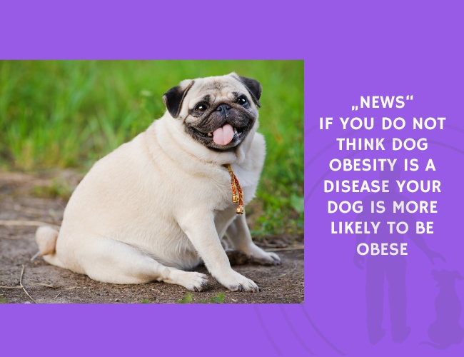 If You Do Not Think Dog Obesity Is a Disease Your Dog Is More Likely to Be Obese