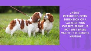 Measuring Every Dimension of a Cavalier King Charles Spaniel Is Not Just Breed Vanity It Is Genetic Mapping