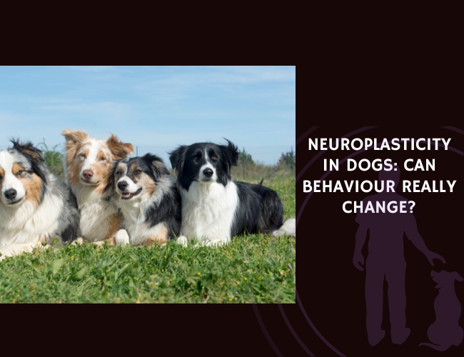 Neuroplasticity in Dogs Can Behaviour Really Change