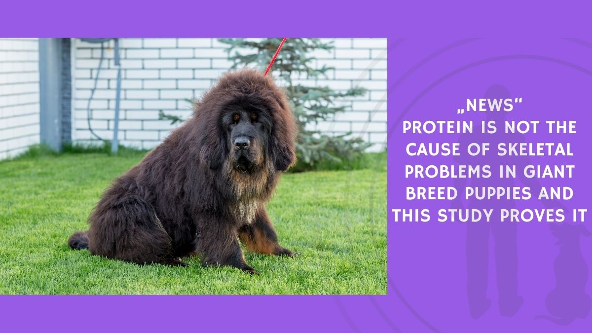 Protein Is Not the Cause of Skeletal Problems in Giant Breed Puppies and This Study Proves It