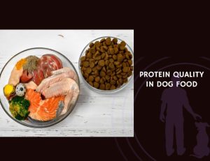 Protein Quality in Dog Food