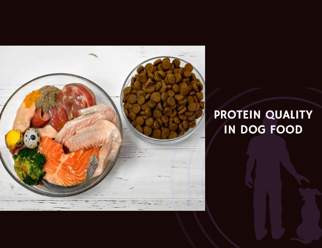 Protein Quality in Dog Food