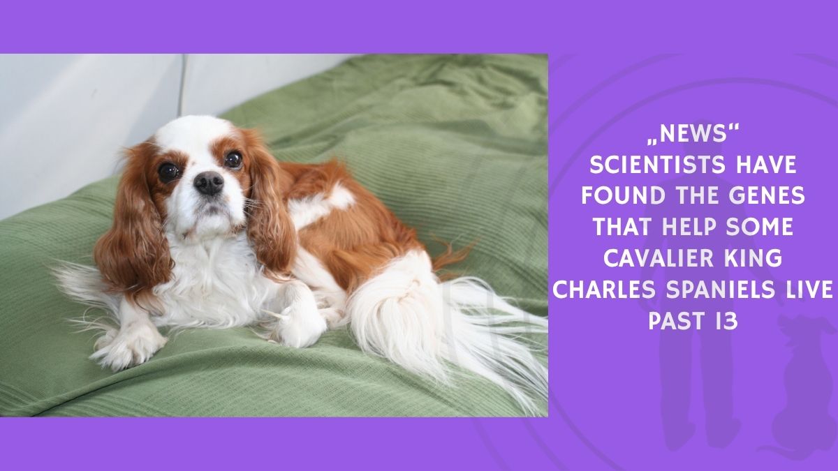 Scientists Have Found the Genes That Help Some Cavalier King Charles Spaniels Live Past 13