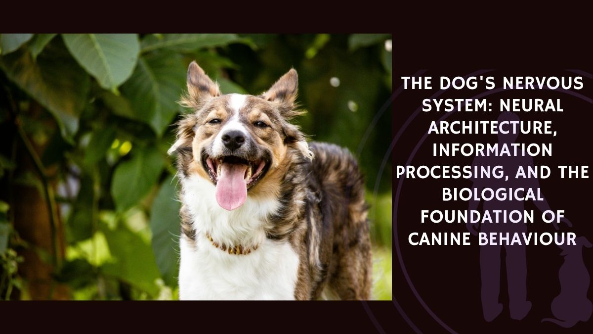 The Dog's Nervous System Neural Architecture, Information Processing, and the Biological Foundation of Canine Behaviour