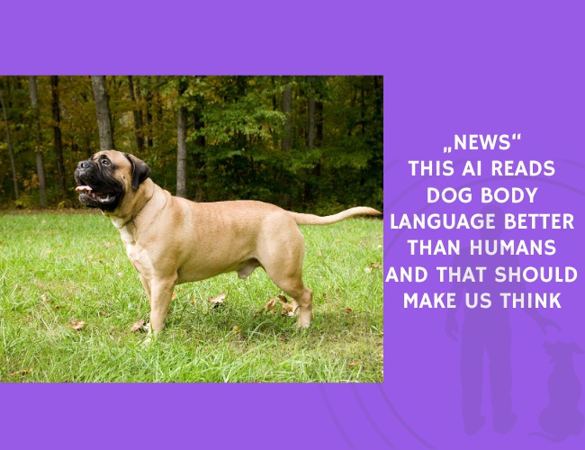 This AI Reads Dog Body Language Better Than Humans and That Should Make Us Think