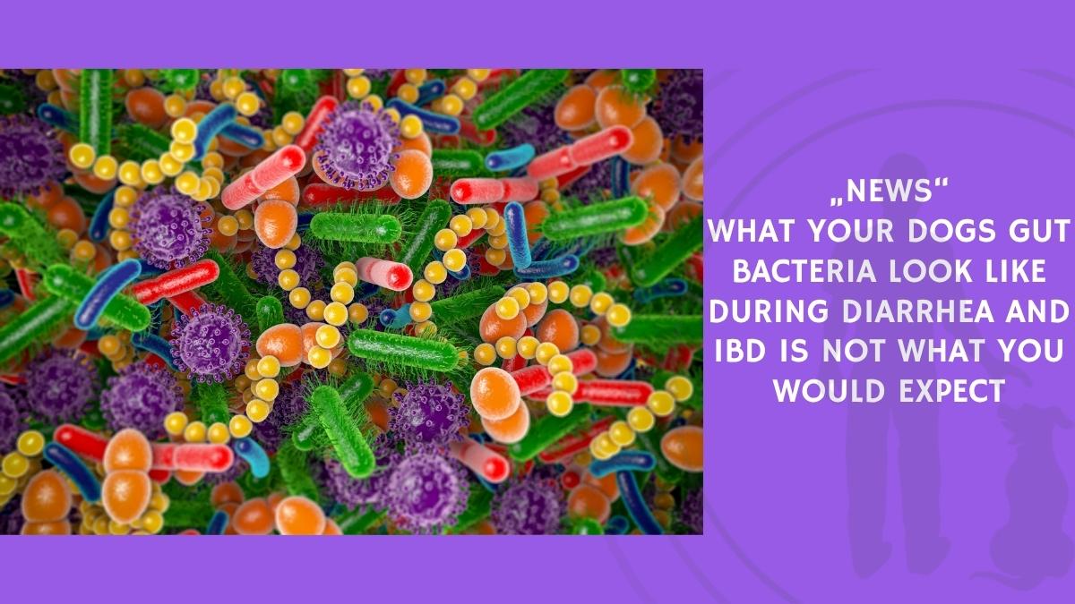 What Your Dogs Gut Bacteria Look Like During Diarrhea and IBD Is Not What You Would Expect