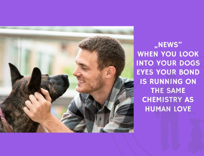 When You Look Into Your Dogs Eyes Your Bond Is Running on the Same Chemistry as Human Love