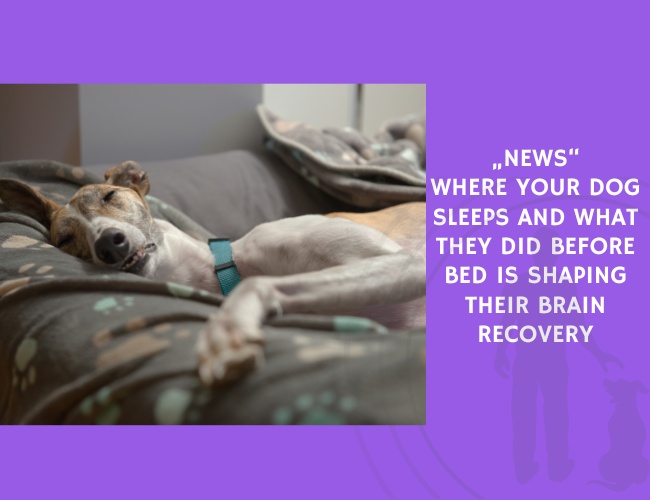 Where Your Dog Sleeps and What They Did Before Bed Is Shaping Their Brain Recovery