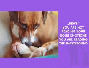 You Are Not Reading Your Dogs Emotions You Are Reading the Background