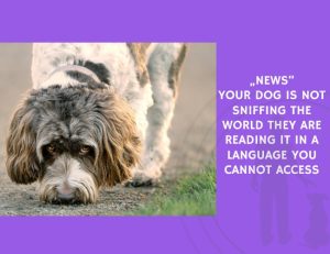 Your Dog Is Not Sniffing the World They Are Reading It in a Language You Cannot Access