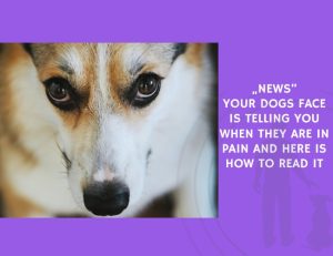 Your Dogs Face Is Telling You When They Are in Pain and Here Is How to Read It