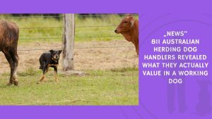 811 Australian Herding Dog Handlers Revealed What They Actually Value in a Working Dog