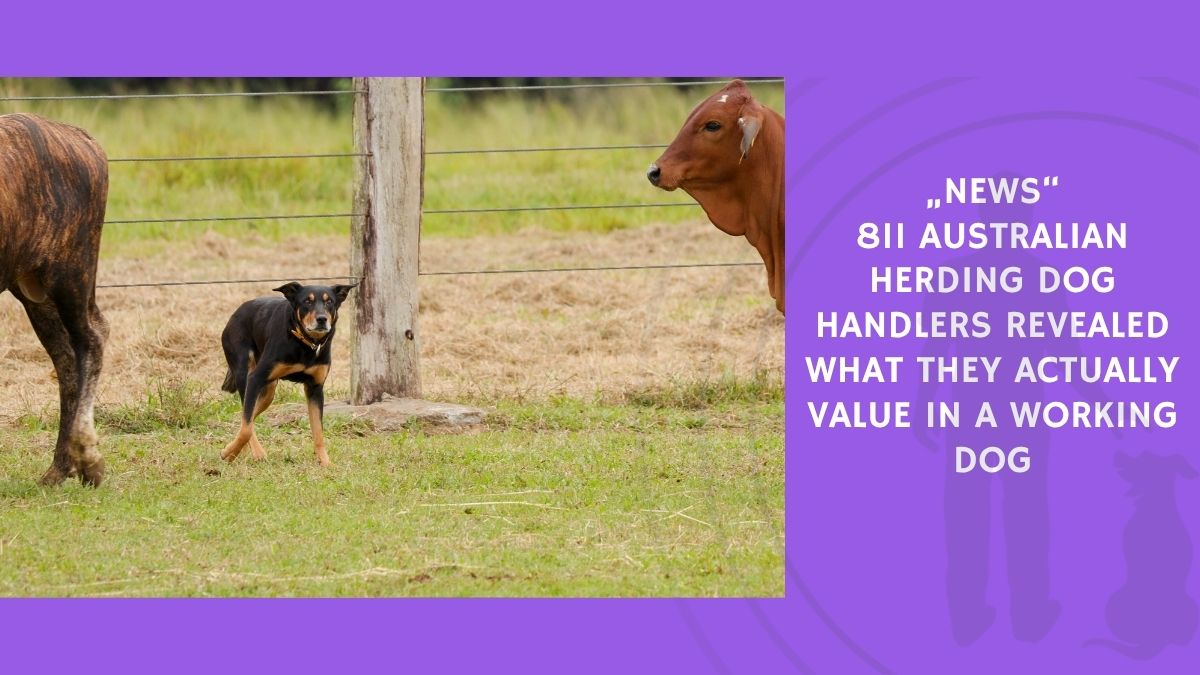 811 Australian Herding Dog Handlers Revealed What They Actually Value in a Working Dog