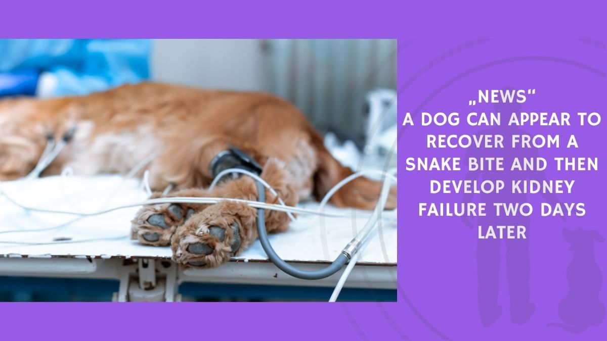 A Dog Can Appear to Recover From a Snake Bite and Then Develop Kidney Failure Two Days Later