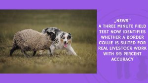 A Three Minute Field Test Now Identifies Whether a Border Collie Is Suited for Real Livestock Work With 95 Percent Accuracy