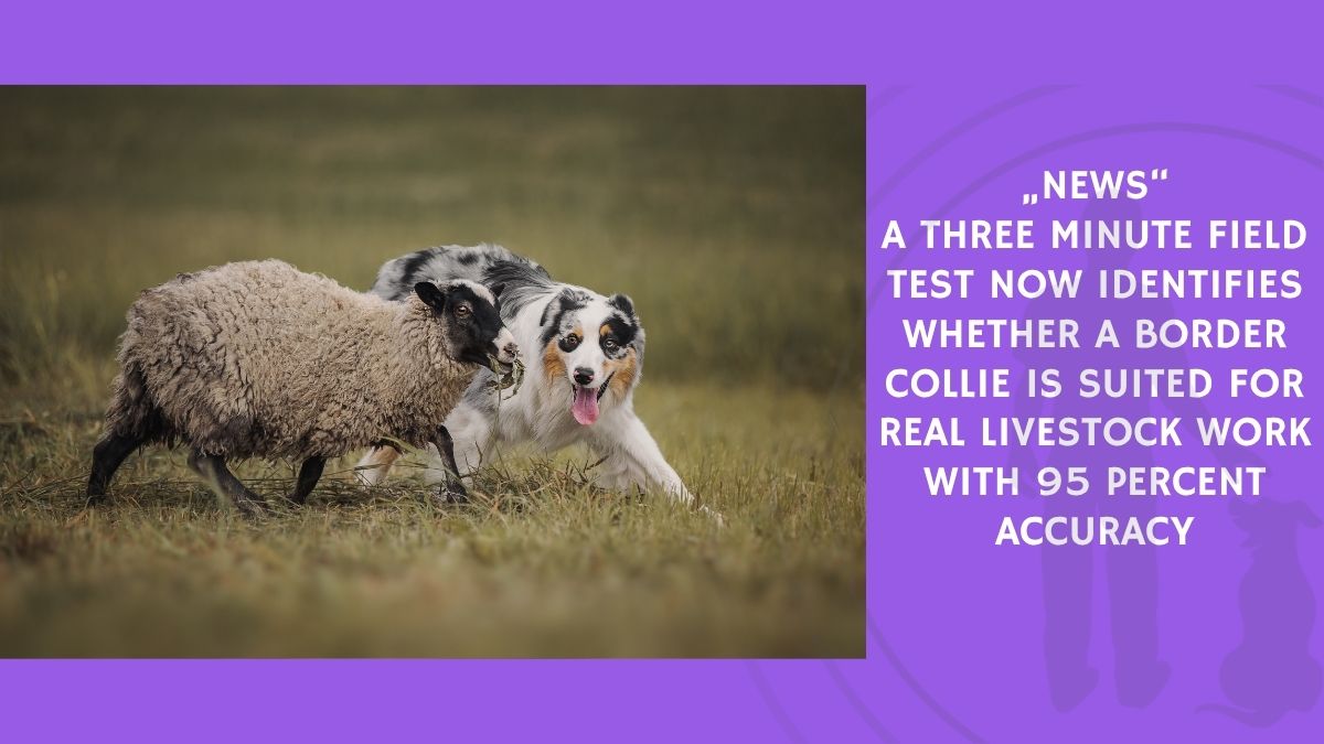 A Three Minute Field Test Now Identifies Whether a Border Collie Is Suited for Real Livestock Work With 95 Percent Accuracy