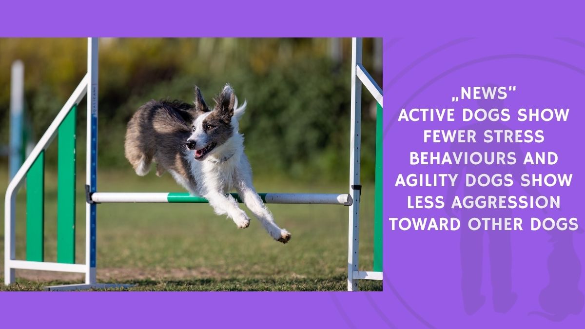 Active Dogs Show Fewer Stress Behaviours and Agility Dogs Show Less Aggression Toward Other Dogs