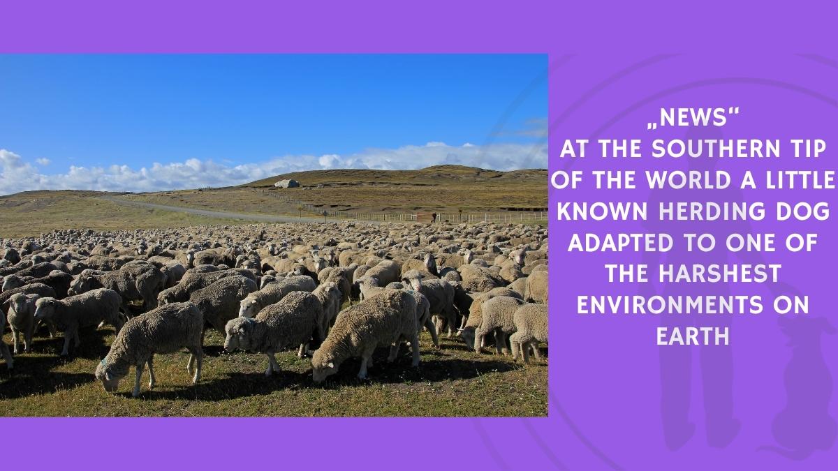 At the Southern Tip of the World a Little Known Herding Dog Adapted to One of the Harshest Environments on Earth
