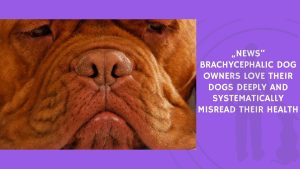 Brachycephalic Dog Owners Love Their Dogs Deeply and Systematically Misread Their Health